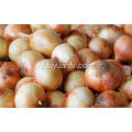 Professional Export Fresh Yellow Onion